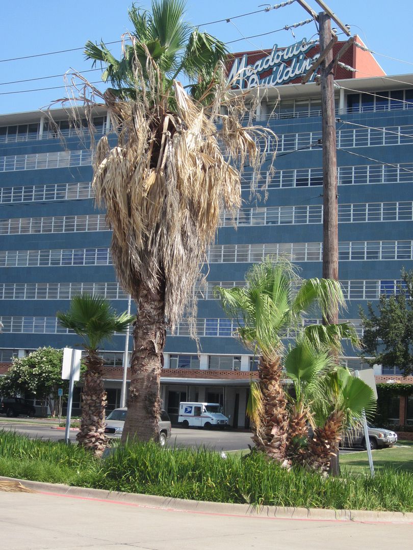 Some palms just survive and others thrive DISCUSSING PALM TREES